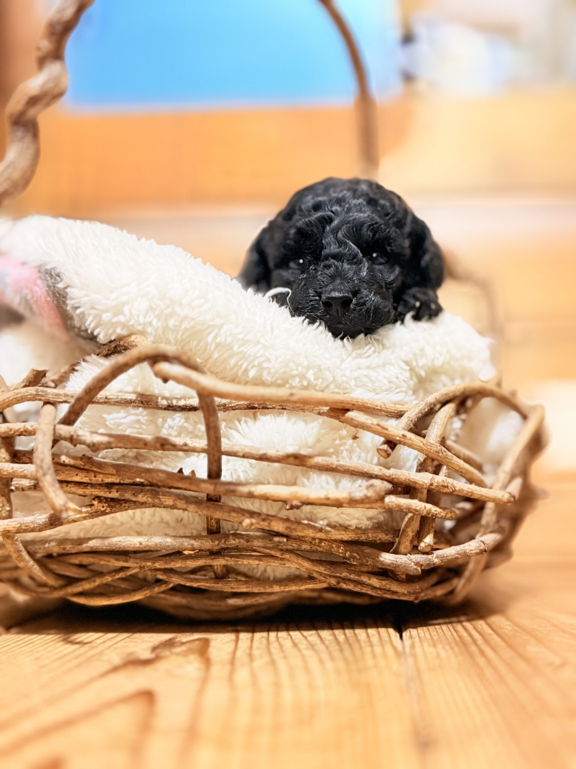 トイプードル女の子🌸🧸