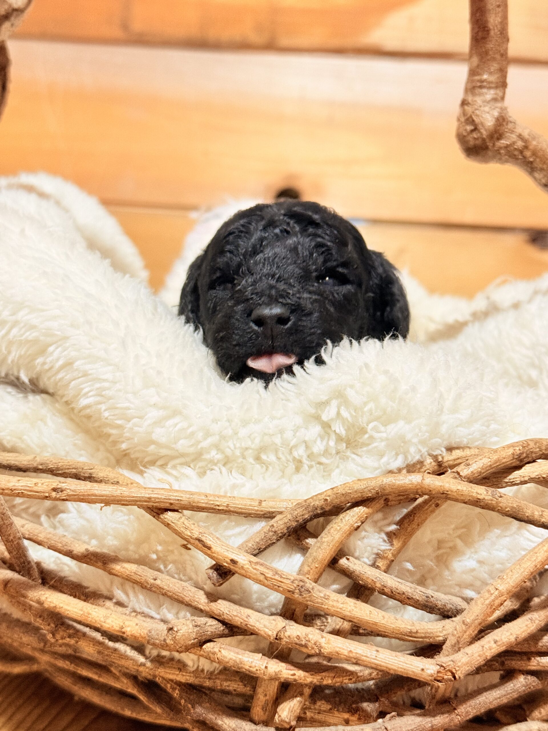 トイプードル男の子🧸グレー🌸