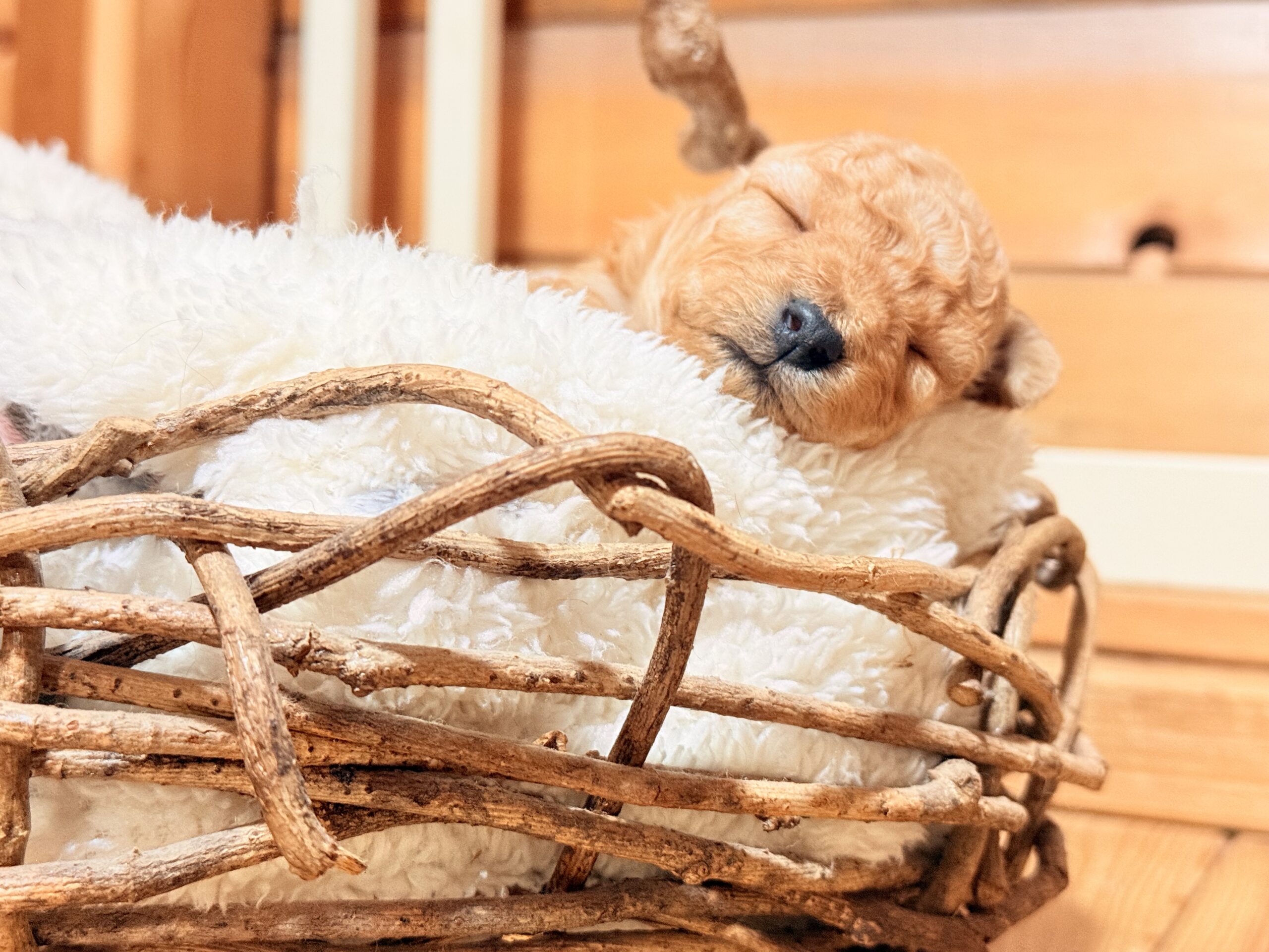 トイプードルクリーム🧸🌸