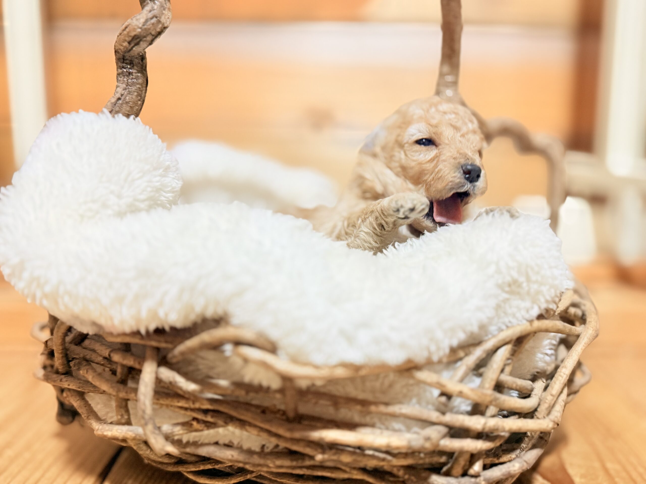 トイプードルクリーム🧸🌸