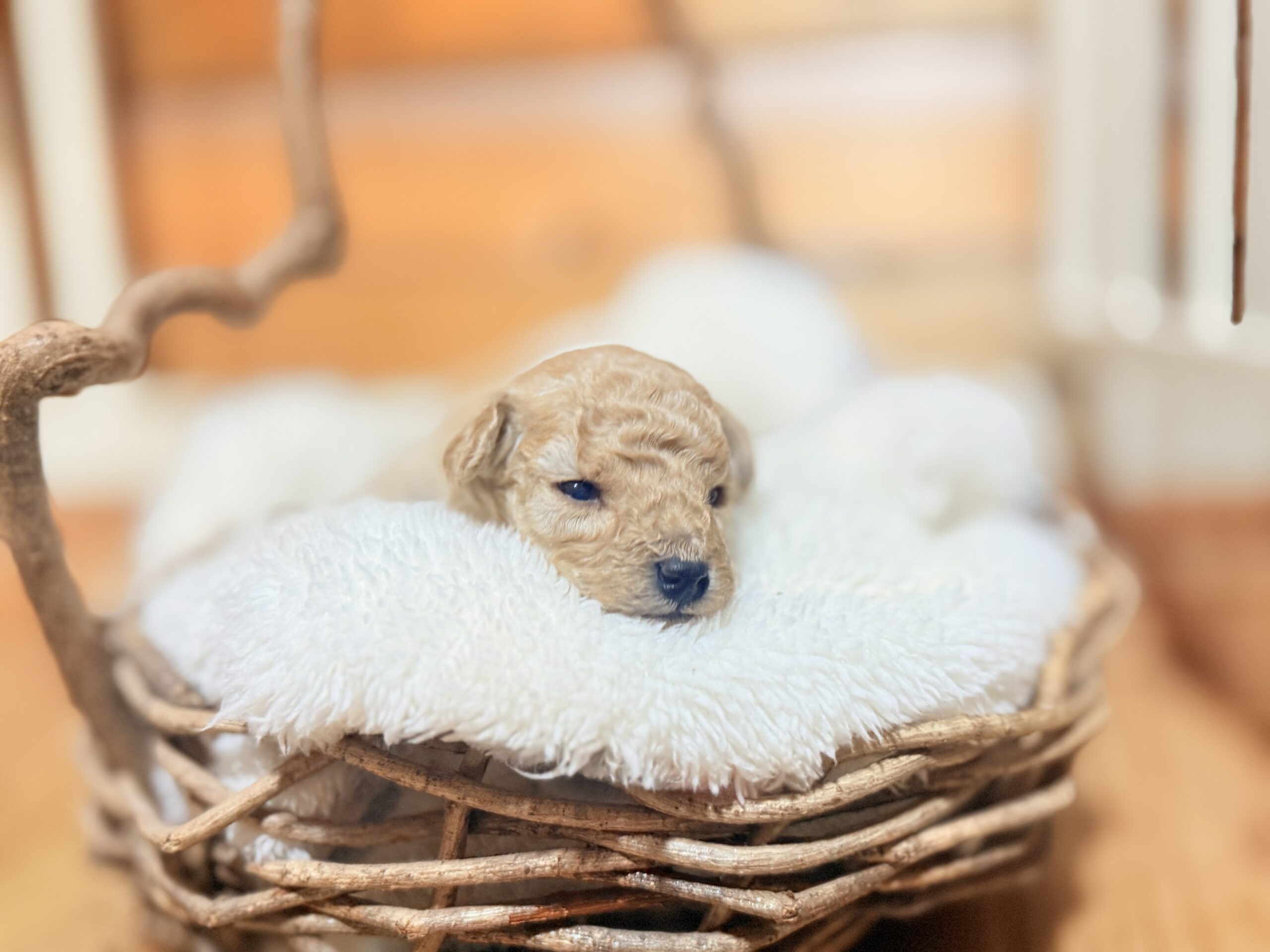 タイニープードル🩶🌸🧸