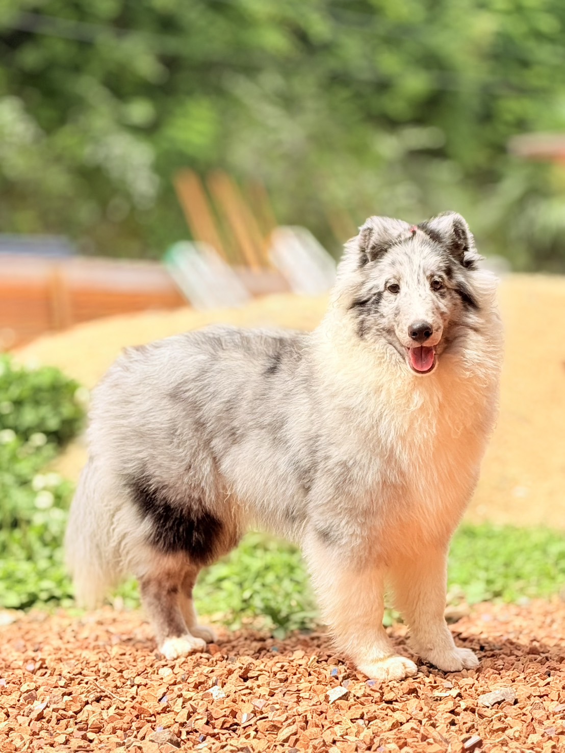 バイブルーシェットランドシープドッグ