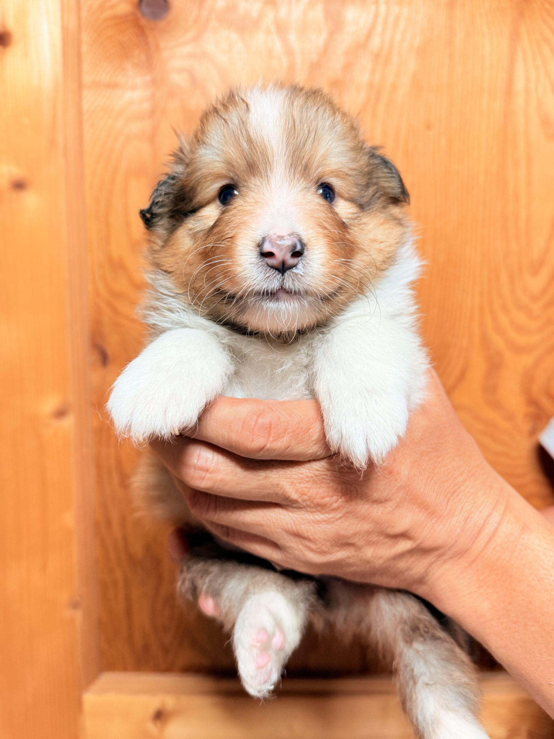 仔犬紹介