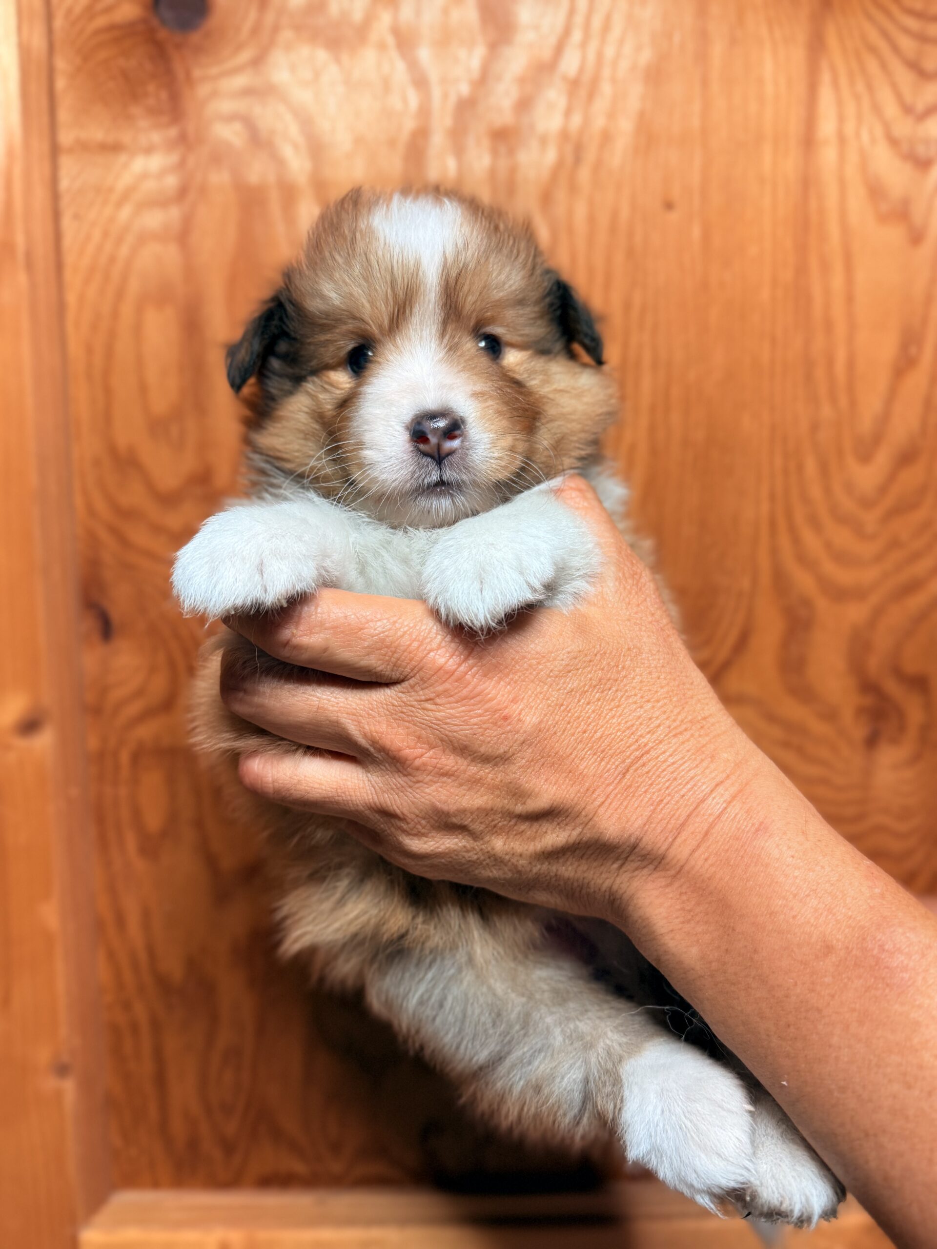 仔犬紹介