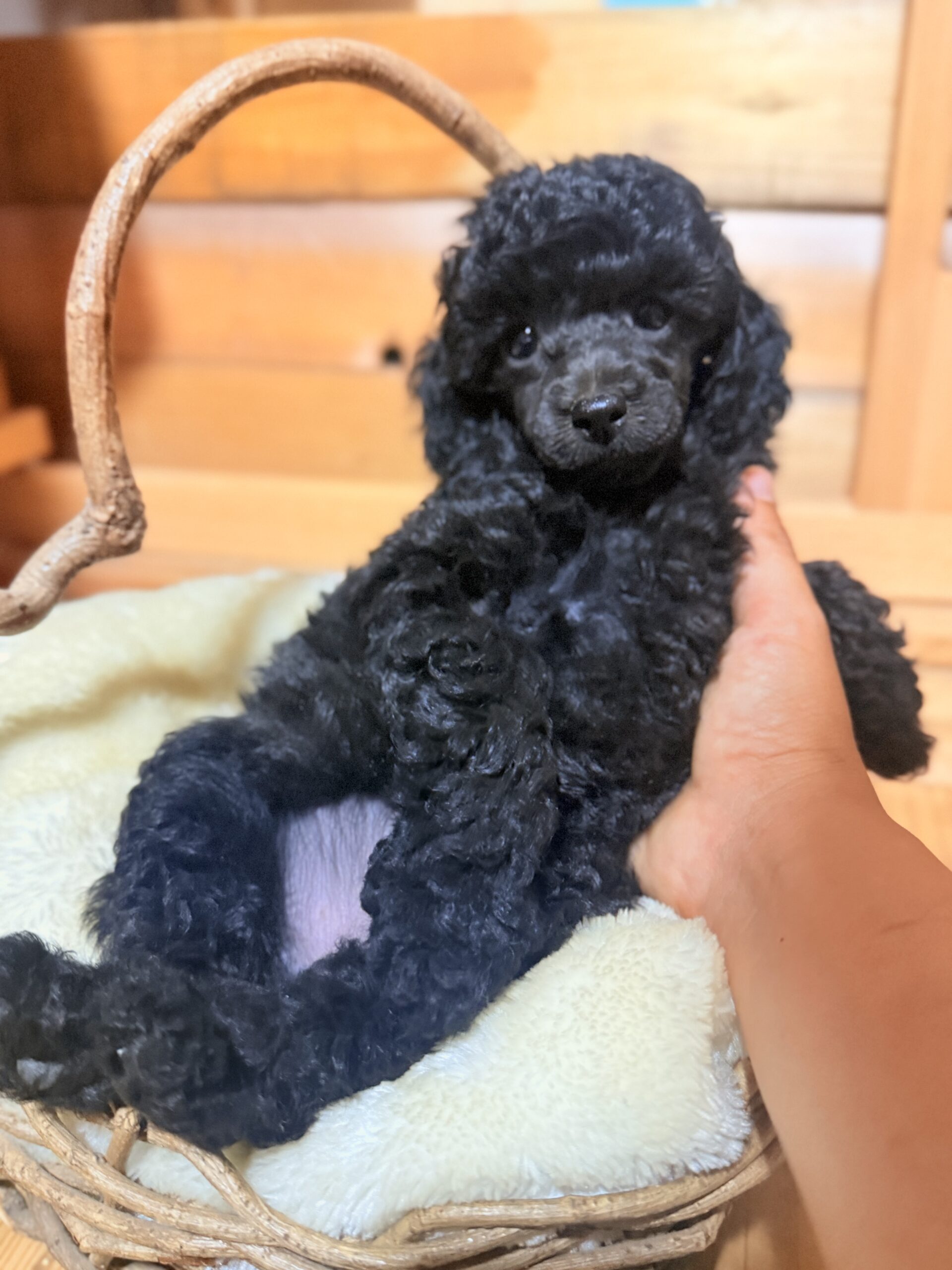 仔犬紹介🐩