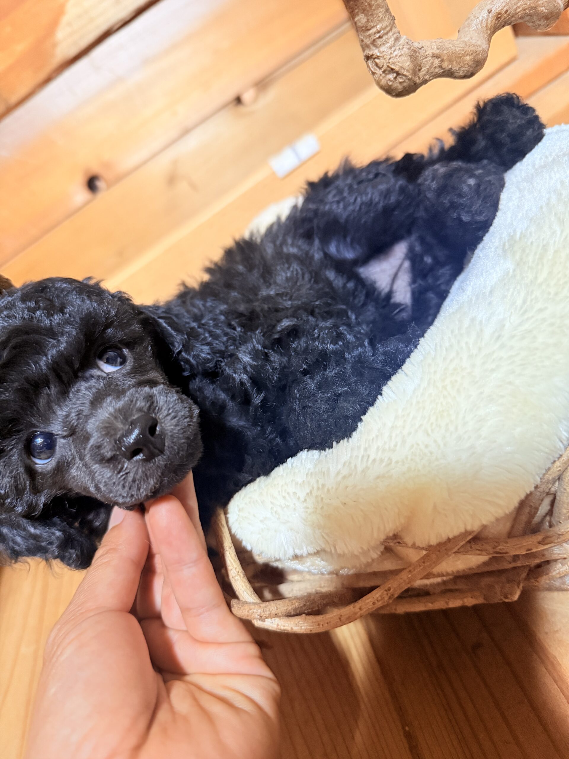 仔犬紹介🐩