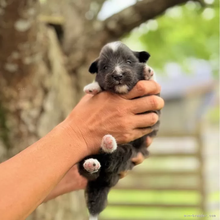 シェットランドシープドッグ