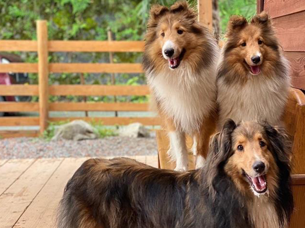 ペットホテル・犬の幼稚園