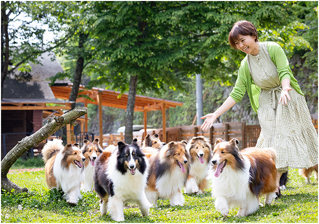 親犬のご紹介